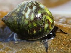 (Eroded Periwinkle) lateral (Eroded Periwinkle) lateral