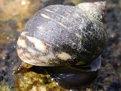 (Eroded Periwinkle) upperside (Eroded Periwinkle) upperside