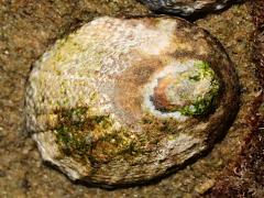 (Owl Limpet) dorsal (Owl Limpet) dorsal