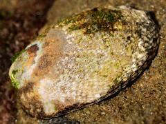 (Owl Limpet) profile (Owl Limpet) profile