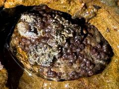 (Owl Limpet) topside (Owl Limpet) topside