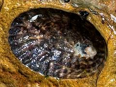 (Owl Limpet) upperside (Owl Limpet) upperside