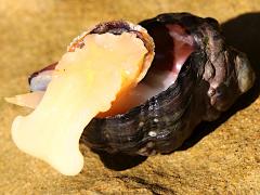 (Dark Unicorn) operculum (Dark Unicorn) operculum