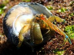 (Blueband Hermit Crab) and Speckled Tegula (Blueband Hermit Crab) and Speckled Tegula