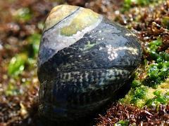 (Speckled Tegula) profile (Speckled Tegula) profile