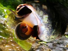 (Eroded Periwinkle) underside on Ulva Sea Lettuce (Eroded Periwinkle) underside on Ulva Sea Lettuce