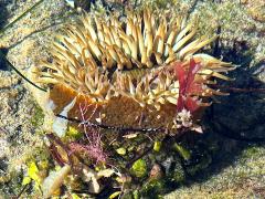 (Sunburst Anemone) profile (Sunburst Anemone) profile