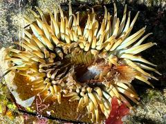 (Sunburst Anemone) upperside (Sunburst Anemone) upperside
