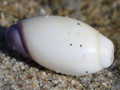 (Purple Olive Snail) dorsal (Purple Olive Snail) dorsal