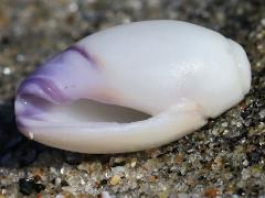 (Purple Olive Snail) ventral (Purple Olive Snail) ventral