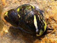 (Eroded Periwinkle) dorsal (Eroded Periwinkle) dorsal