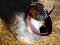 (Eroded Periwinkle) foot (Eroded Periwinkle) foot