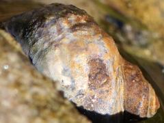 (Eroded Periwinkle) profile (Eroded Periwinkle) profile