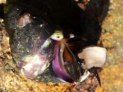 (Eroded Periwinkle) ventral (Eroded Periwinkle) ventral