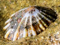 (Rough Limpet) profile (Rough Limpet) profile