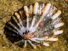 (Rough Limpet) topside (Rough Limpet) topside