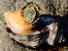 (Dark Unicorn) operculum (Dark Unicorn) operculum