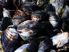 (California Mussel) colony (California Mussel) colony