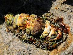 (California Spiny Chiton) back (California Spiny Chiton) back