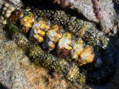 (California Spiny Chiton) dorsal (California Spiny Chiton) dorsal