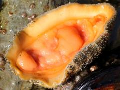 (California Spiny Chiton) underside (California Spiny Chiton) underside