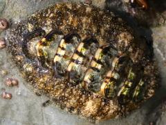 (California Spiny Chiton) upperside (California Spiny Chiton) upperside