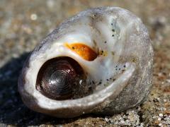 (Gilded Tegula) operculum (Gilded Tegula) operculum