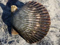 (Pacific Calico Scallop) upperside (Pacific Calico Scallop) upperside