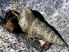(California Horn Snail) foot (California Horn Snail) foot