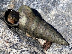 (California Horn Snail) operculum (California Horn Snail) operculum