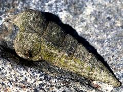 (California Horn Snail) profile (California Horn Snail) profile
