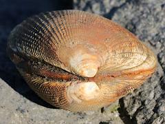 (Pacific Littleneck Clam) dorsal (Pacific Littleneck Clam) dorsal