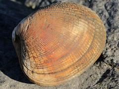 (Pacific Littleneck Clam) profile (Pacific Littleneck Clam) profile