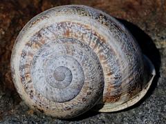 (Milk Snail) dorsal (Milk Snail) dorsal