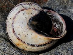 (Milk Snail) ventral (Milk Snail) ventral