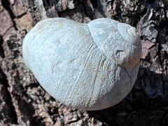 (Speckled Cactussnail) dorsal (Speckled Cactussnail) dorsal