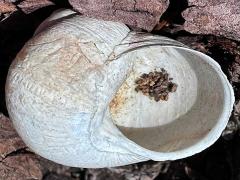 (Speckled Cactussnail) ventral (Speckled Cactussnail) ventral