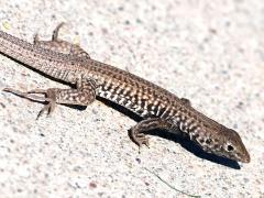 (Western Whiptail) profile