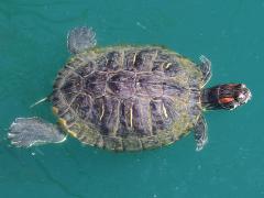 (Pond Slider) elegans female swimming