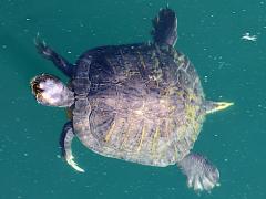 (Pond Slider) elegans female dorsal