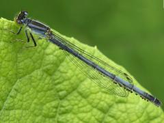 (Water Mite) attached to Eastern Forktail (Water Mite) attached to Eastern Forktail