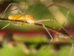 (Tetragnatha Longjawed Orbweaver) lateral (Tetragnatha Longjawed Orbweaver) lateral
