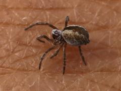 (Dictynidae Mesh Web Weaver) lateral (Dictynidae Mesh Web Weaver) lateral