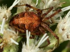 (Arabesque Orbweaver) dorsal (Arabesque Orbweaver) dorsal