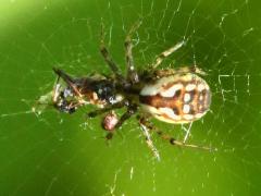 (Tuftlegged Orbweaver) dorsal (Tuftlegged Orbweaver) dorsal