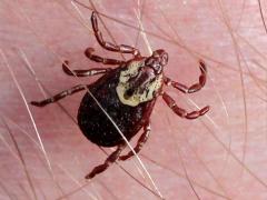 (American Dog Tick) female (American Dog Tick) female