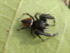 (Brilliant Jumping Spider) dorsal (Brilliant Jumping Spider) dorsal