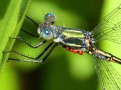 (Water Mite) on Emerald Spreadwing (Water Mite) on Emerald Spreadwing