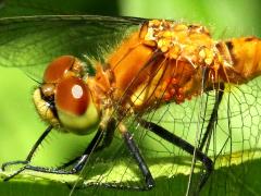(Water Mite) on White-faced Meadowhawk (Water Mite) on White-faced Meadowhawk