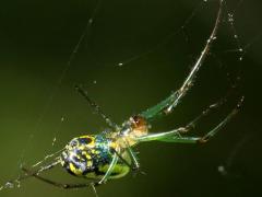 (Orchard Orbweaver) female (Orchard Orbweaver) female